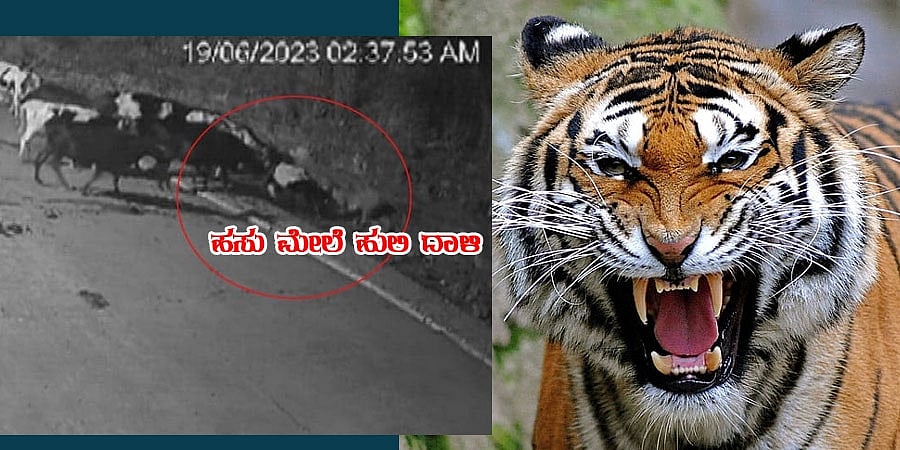 ದಾಳಿ ಮಾಡಿದ ವ್ಯಾಘ್ರನನ್ನೇ ಒಗ್ಗಟ್ಟಾಗಿ ಹೆದರಿಸಿ ಓಡಿಸಿದ ಹಸುಗಳು, ಸಿಸಿಟಿವಿಯಲ್ಲಿ ಅಪರೂಪದ ದೃಶ್ಯ ಸೆರೆ