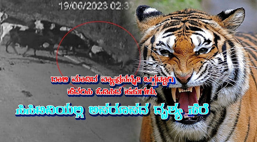 ದಾಳಿ ಮಾಡಿದ ವ್ಯಾಘ್ರನನ್ನೇ ಒಗ್ಗಟ್ಟಾಗಿ ಹೆದರಿಸಿ ಓಡಿಸಿದ ಹಸುಗಳು, ಸಿಸಿಟಿವಿಯಲ್ಲಿ ಅಪರೂಪದ ದೃಶ್ಯ ಸೆರೆ