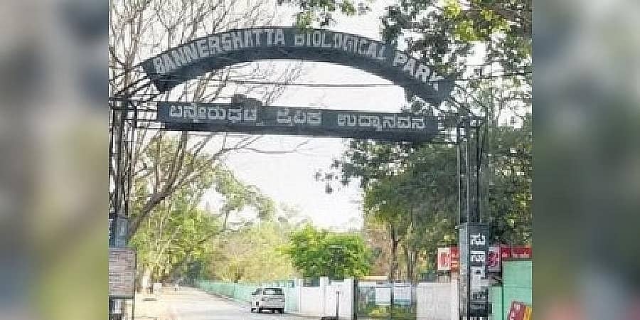 ಬನ್ನೇರುಘಟ್ಟ: ತಾಯಿ ಕಾಲ್ತುಳಿತಕ್ಕೆ ಸಿಲುಕಿ ಮರಿ ನೀರಾನೆ ಸಾವು