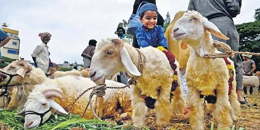 ಬಕ್ರೀದ್ ಹಬ್ಬಕ್ಕೆ ಸಿದ್ಧತೆ: ಚಾಮರಾಜಪೇಟೆ ಈದ್ಗಾ ಮೈದಾನದಲ್ಲಿ ವ್ಯಾಪಾರ ಜೋರು