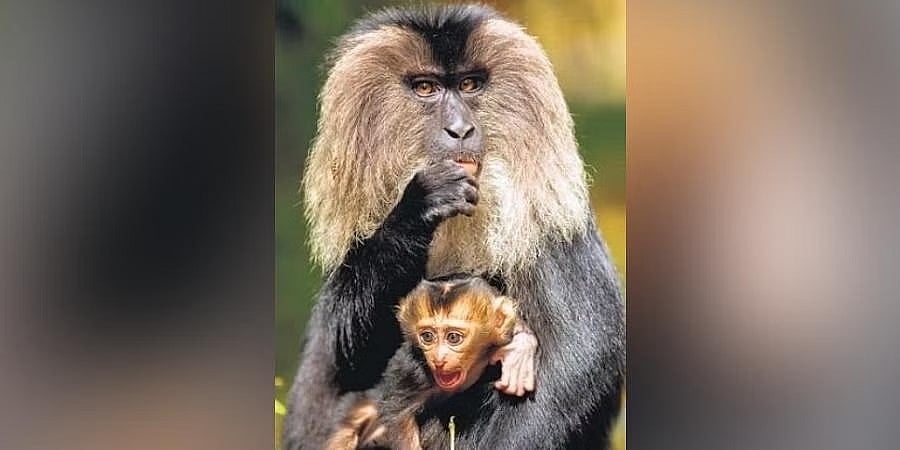 ವಿಶ್ವದಲ್ಲಿಯೇ ಅತಿ ಹೆಚ್ಚು ಸಿಂಹ ಬಾಲದ ಸಿಂಗಳಿಕಗಳು ಕರ್ನಾಟಕದಲ್ಲಿ ವಾಸ!