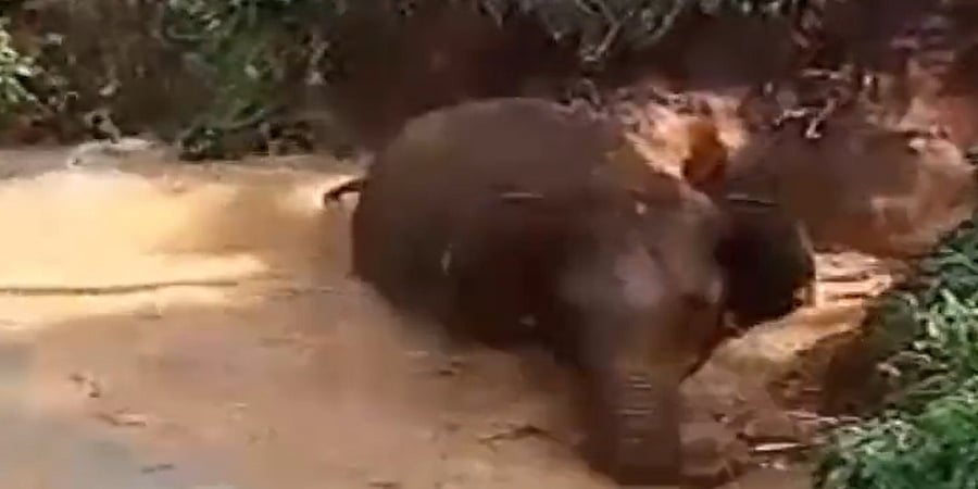 ಕೊಡಗು: ನೀರು ಕುಡಿಯಲು ಬಂದು ಕೆರೆಗೆ ಬಿದ್ದಿದ್ದ ಕಾಡಾನೆ ರಕ್ಷಿಸಿದ ಅರಣ್ಯ ಇಲಾಖೆ