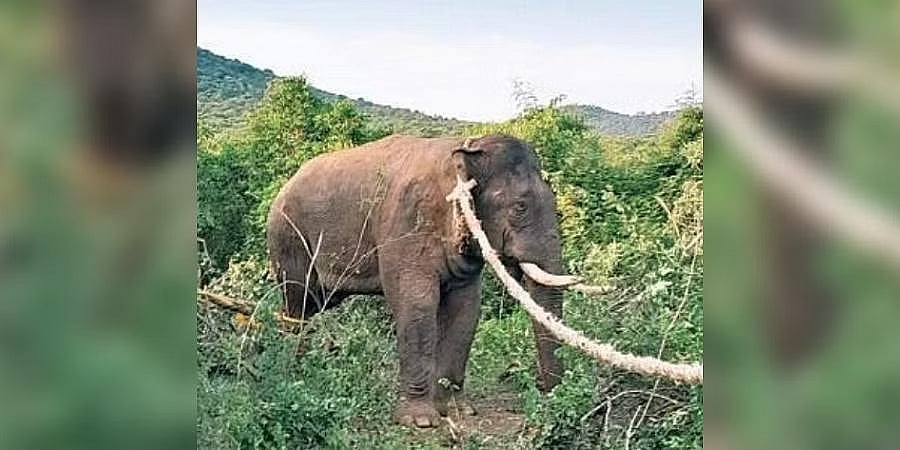 ಬಂಡೀಪುರ ಅರಣ್ಯಾಧಿಕಾರಿಗಳಿಂದ ಪುಂಡಾನೆ ಸೆರೆ: ರೈತರು ನಿಟ್ಟುಸಿರು