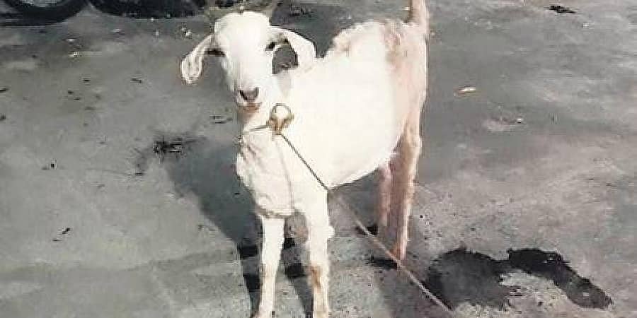 ಮಾಲೀಕತ್ವದ ವಿವಾದ: ಮೇಕೆಯೊಂದಿಗೆ ಪೊಲೀಸ್ ಠಾಣೆ ಮೆಟ್ಟಿಲೇರಿದ ಸಂಜಯ್ ಖಾನ್ ಮತ್ತು ಶಾರುಖ್ ಖಾನ್!