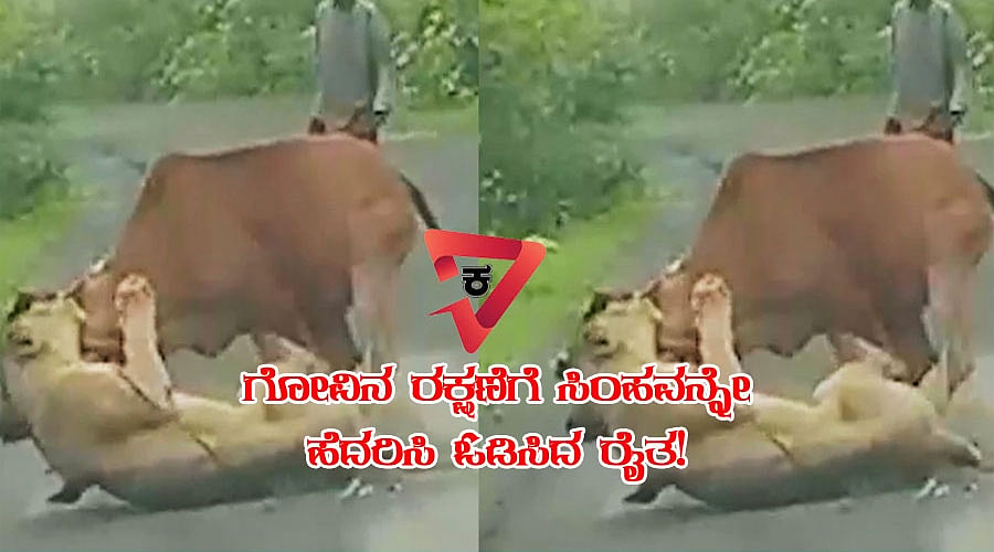ಗೋವಿನ ರಕ್ಷಣೆಗೆ ಸಿಂಹವನ್ನೇ ಹೆದರಿಸಿ ಓಡಿಸಿದ ರೈತ!