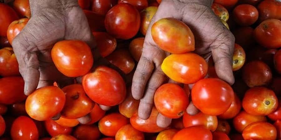 ಟೊಮ್ಯಾಟೊ ಕಾಪಾಡಲು ಹರಸಾಹಸ: ರಾತ್ರಿ ಹೊತ್ತು ಟಾರ್ಚ್ ಲೈಟ್ ಹಿಡಿದು ಜಮೀನಿನಲ್ಲಿ ಅಡ್ಡಾಡುವ ಕೋಲಾರ ರೈತರು!