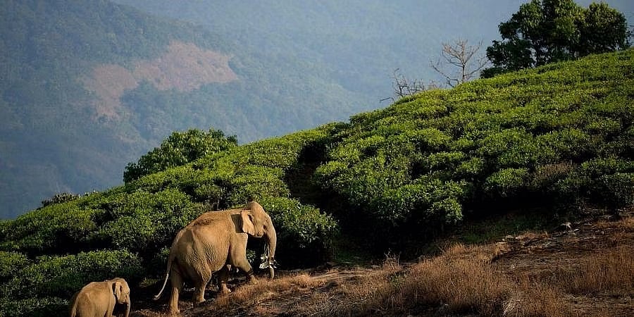 ಕೊಡಗು: ಹಣ ವಾಪಸ್ ಪಡೆದ ರಾಜ್ಯ ಸರ್ಕಾರ; ಆನೆ-ಮಾನವ ಸಂಘರ್ಷ ತಡೆಯುವ ರೈಲ್ವೆ ಬ್ಯಾರಿಕೇಡ್ ಯೋಜನೆ ಸ್ಥಗಿತ!
