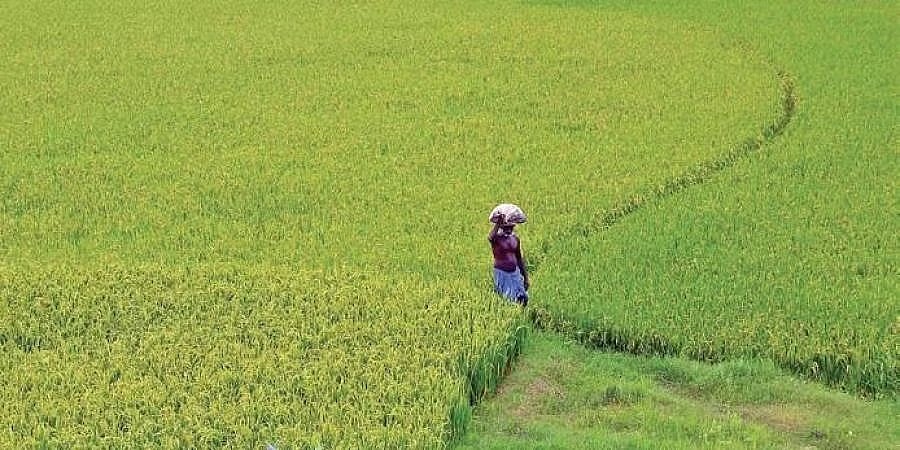 ದೇವರು ಕೊಟ್ರೂ ಪೂಜಾರಿ ಕೊಡ್ತಿಲ್ಲ: ಧಾರಾಕಾರ ಮಳೆಯಾಗುತ್ತಿದ್ದರೂ ರೈತರ ಬೆಳೆಗಳಿಗೆ ಬಿಡ್ತಿಲ್ಲ ನೀರು!