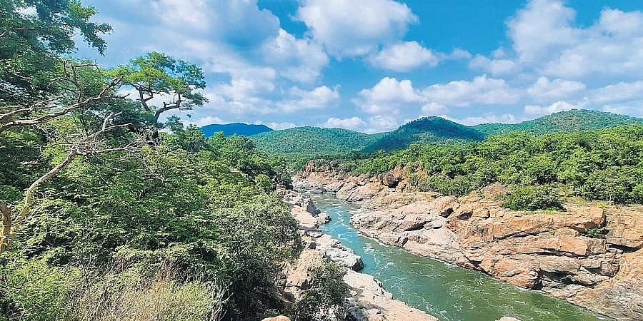 ಮೇಕೆದಾಟು ಯೋಜನೆ: ಕಾವೇರಿ ವನ್ಯಜೀವಿ ಅಭಯಾರಣ್ಯದಲ್ಲಿನ ಮರಗಳ ಎಣಿಕೆಗೆ ಶೀಘ್ರದಲ್ಲೇ ಸಮೀಕ್ಷೆ ಆರಂಭ