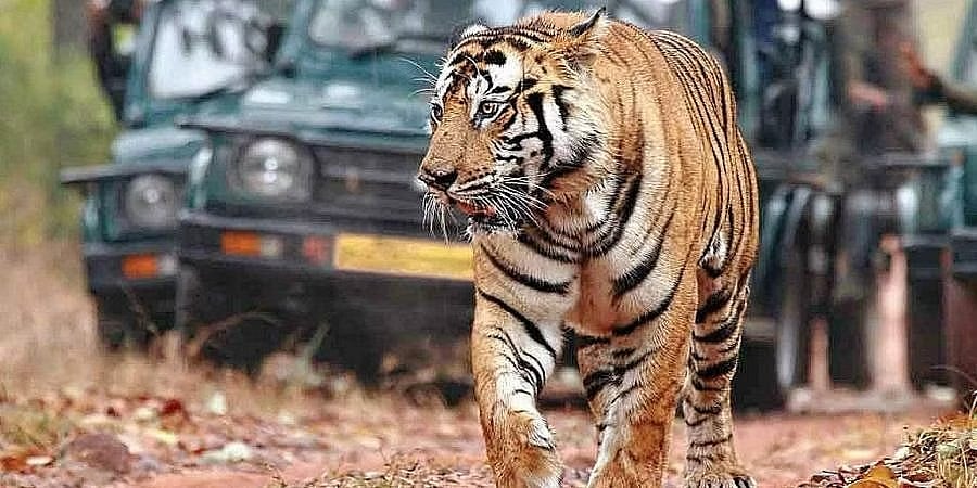 ಜುಲೈ 29 ವಿಶ್ವ ಹುಲಿ ದಿನ: ಕರ್ನಾಟಕದಲ್ಲಿ ಹುಲಿ ಸಂತತಿ ಹೆಚ್ಚಳ