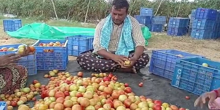 ಚಿತ್ತೂರು: ಟೊಮೆಟೊ ಮಾರಾಟದಿಂದ ಕೋಟ್ಯಾಧಿಪತಿಯಾದ ರೈತ!