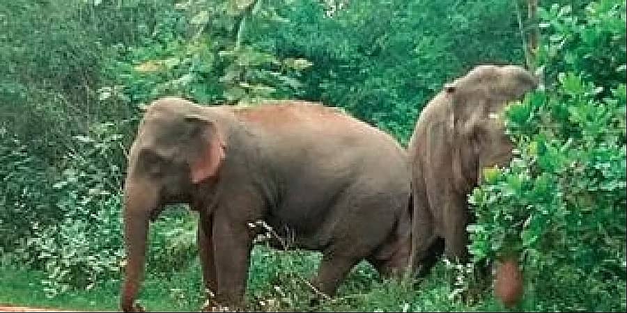 ಸಕಲೇಶಪುರ: ಹೆರಿಗೆ ವೇಳೆ ಆನೆ ಸಾವು