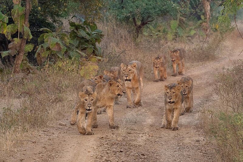 ವಿಶ್ವ ಸಿಂಹ ದಿನದ ಜಾಗತಿಕ ಮಹತ್ವ ಗುರುತಿಸುವಿಕೆ: ಸಿಂಹಗಳ ಪರಿಸ್ಥಿತಿ ಮತ್ತು ಪರಿಸರದಲ್ಲಿ ಅವುಗಳ ನಿರ್ಣಾಯಕ ಪಾತ್ರದ ಬಗ್ಗೆ ಜಾಗೃತಿ ಮೂಡಿಸಲು ಸಮರ್ಪಿತವಾದ ವಿಶ್ವಾದ್ಯಂತ ಕಾರ್ಯಕ್ರಮವನ್ನು ಗ್ಲೋಬ್ ಲಯನ್ ಡೇ ಸ್ಮರಣಾರ್ಥವಾಗಿ ನಡೆಯುತ್ತದೆ. ಸಿಂಹಗಳನ್ನು ಸಾಮಾನ್ಯವಾಗಿ 'ಕಾಡಿನ ರಾಜ' ಎಂದು ಕರೆಯಲಾಗುತ್ತದೆ, ಶ