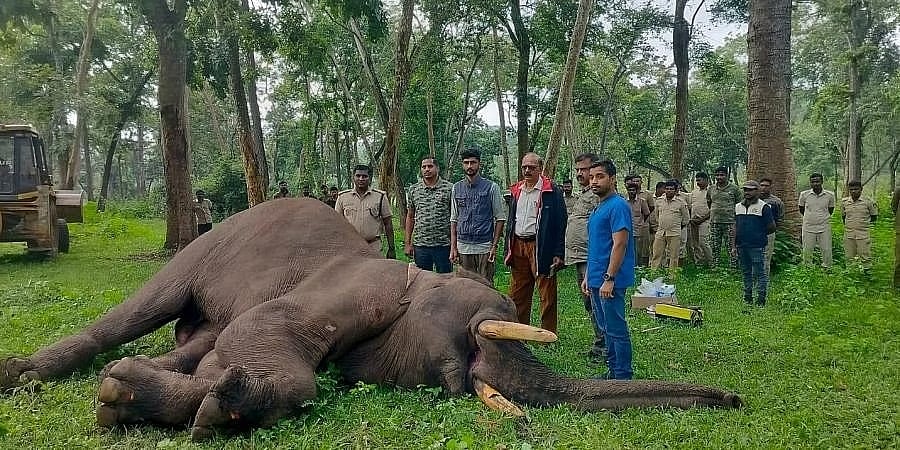 ಮತ್ತಿಗೋಡು ಆನೆ ಶಿಬಿರದಲ್ಲಿ ಪುನರ್ವಸತಿ ಪಡೆದಿದ್ದ ಆನೆ 'ಸುಬ್ರಮಣ್ಯ' ಸಾವು