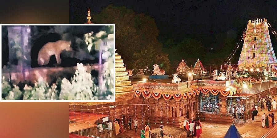 ತಿರುಮಲ ಬೆನ್ನಲ್ಲೇ ಶ್ರೀಶೈಲಂನಲ್ಲೂ ಚಿರತೆ ಭೀತಿ