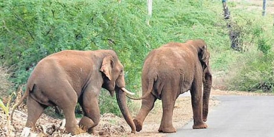 ಹಾಸನ: ಆನೆ ದಾಳಿಗೆ ಮಹಿಳೆ ಬಲಿ