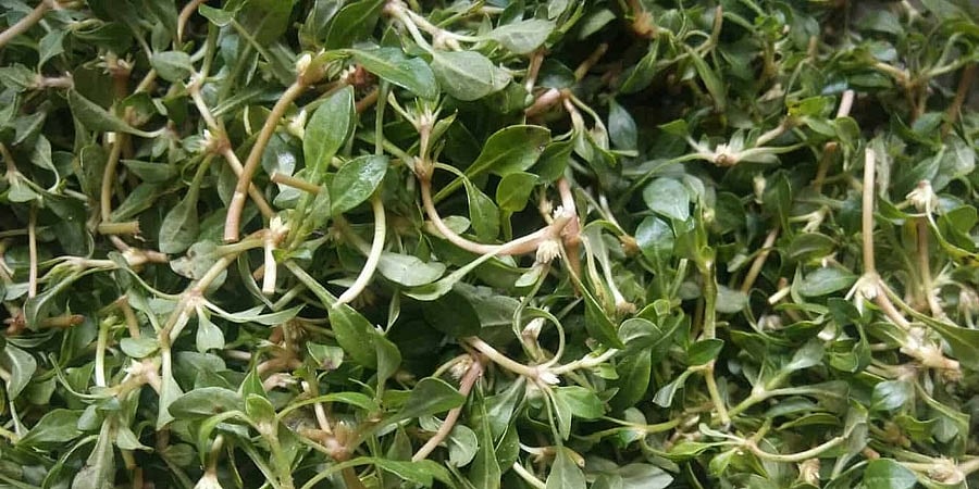 ಹೊನಗೊನ್ನೆ ಸೊಪ್ಪು: ಕಣ್ಣಿನ ದೋಷಕ್ಕೆ ಮಾತ್ರವಲ್ಲ ಇನ್ನೂ11 ಸಮಸ್ಯೆಗಳಿಗೆ ರಾಮಬಾಣ