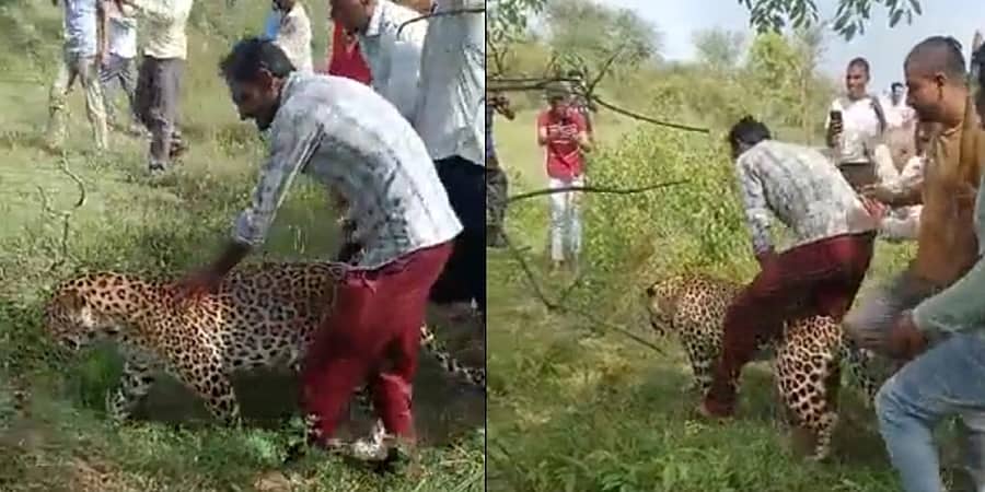 ಮಧ್ಯ ಪ್ರದೇಶ: ಅಸ್ವಸ್ಥ ಚಿರತೆ ಮೇಲೆ ಕುಳಿತು ಸವಾರಿಗೆ ಗ್ರಾಮಸ್ಥರು ಯತ್ನ!