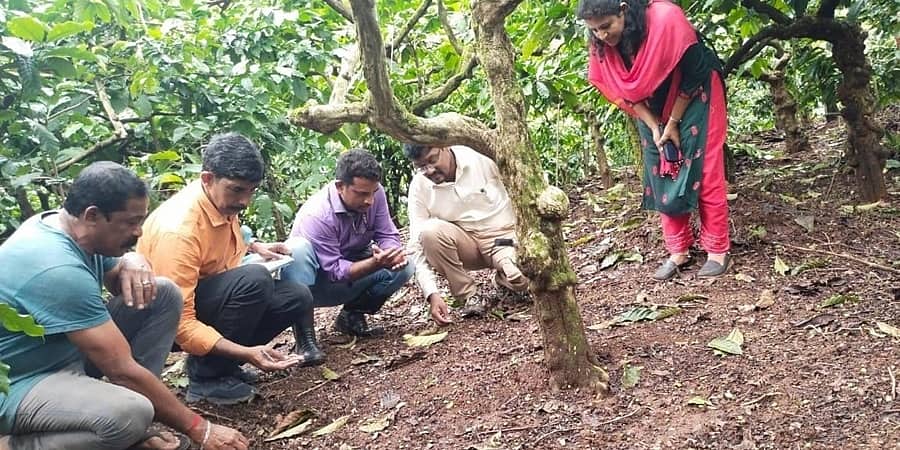 ಕಾಫಿ ಮಂಡಳಿಯಿಂದ ಕೊಡಗಿನಲ್ಲಿ ಬೆಳೆ ಹಾನಿ ಸಮೀಕ್ಷೆ ಆರಂಭ