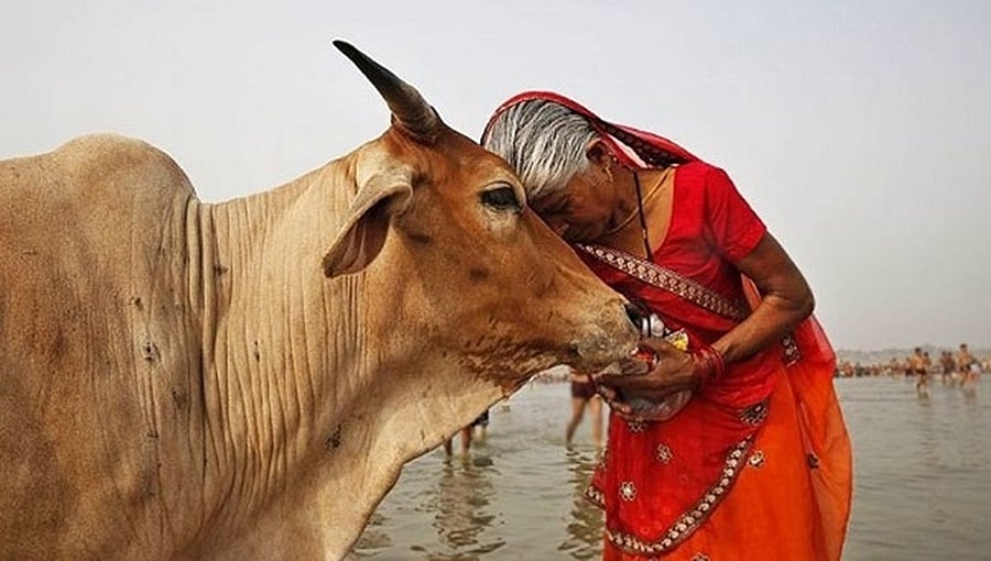ಗೋವನ್ನು ರಾಷ್ಟ್ರೀಯ ಪ್ರಾಣಿ ಎಂದು ಘೋಷಿಸುವ ಪ್ರಸ್ತಾವನೆ ಸರ್ಕಾರದ ಮುಂದಿಲ್ಲ: ಕೇಂದ್ರ ಸಚಿವ ಕಿಶನ್ ರೆಡ್ಡಿ