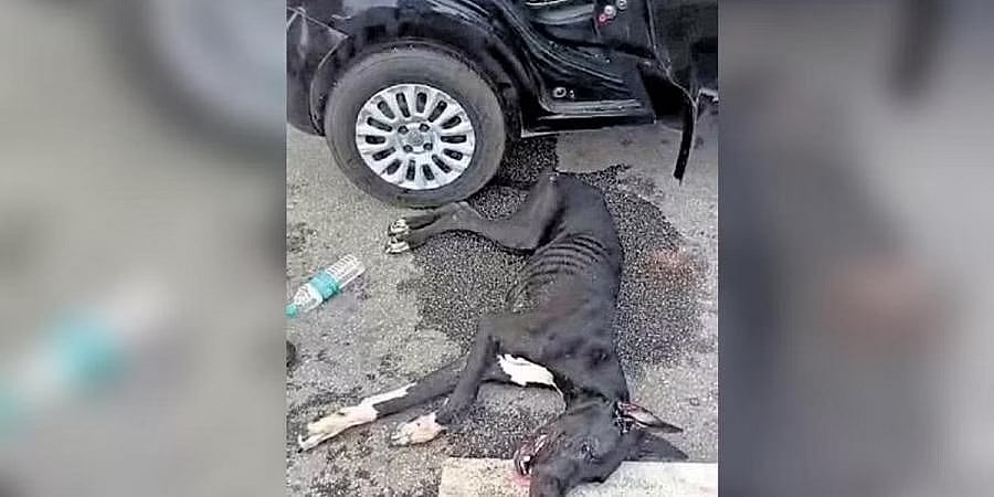 ಕೆಂಪೇಗೌಡ ಏರ್ ಪೋರ್ಟ್ ನಲ್ಲಿ ಕಾರಿನೊಳಗೆ ನಾಯಿ ಬಿಟ್ಟು ಹೋದ ಪ್ರಯಾಣಿಕ: ಸಿಐಎಸ್ಎಫ್ ಸಿಬ್ಬಂದಿಯಿಂದ ರಕ್ಷಣೆ