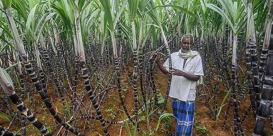 ಕೈಕೊಟ್ಟ ಮುಂಗಾರು: ಕಬ್ಬು ಫಸಲಿಗೆ ಹೊಡೆತ, ಸಕ್ಕರೆ ಉತ್ಪಾದನೆ ಕಡಿಮೆ, ಬೆಲೆ ಏರಿಕೆ ಸಾಧ್ಯತೆ!