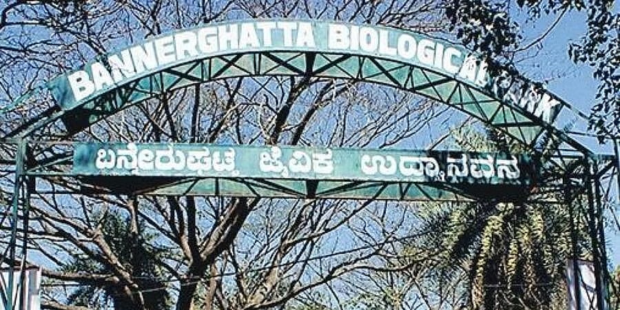 ಬನ್ನೇರುಘಟ್ಟದಲ್ಲಿ ಪ್ರಾಣಿಗಳ ಸಾವು: ಉದ್ಯಾನವನ ಅಧಿಕಾರಿಗಳಿಂದ ವರದಿ ಸಲ್ಲಿಕೆ; ವೈರಸ್ ಹರಡುವ ಭೀತಿ