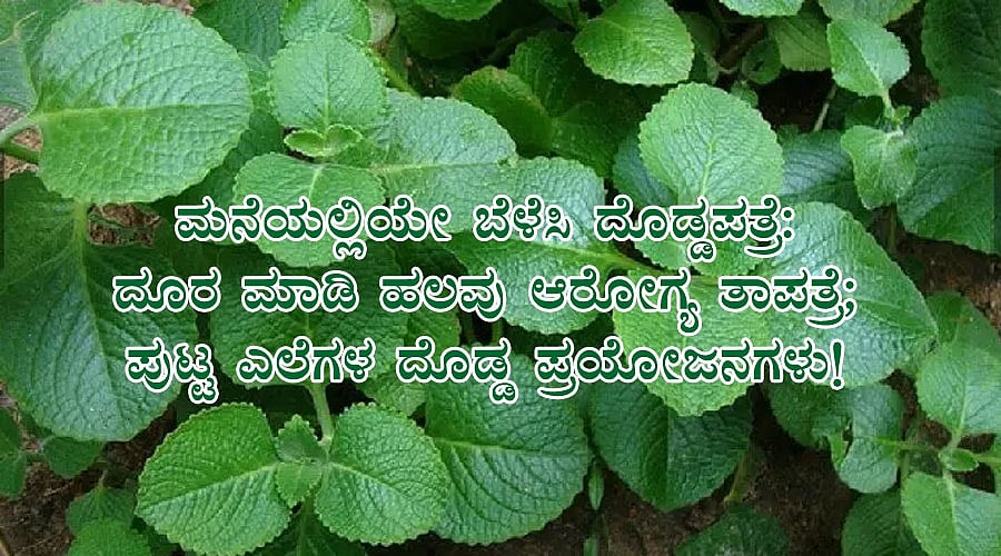 ಬೆಳೆಸಿ ದೊಡ್ಡಪತ್ರೆ: ದೂರ ಮಾಡಿ ಹಲವು ಆರೋಗ್ಯ ತಾಪತ್ರೆ; ಪುಟ್ಟ ಎಲೆಗಳ ದೊಡ್ಡ ಪ್ರಯೋಜನಗಳು!