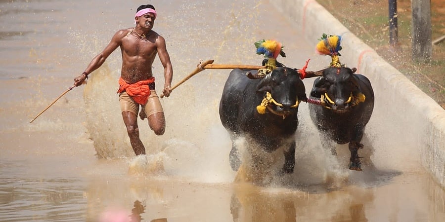 ಬೆಂಗಳೂರಿನಲ್ಲಿ ಪ್ರಥಮ ಬಾರಿಗೆ ನಡೆಯಲಿರುವ 'ಕಂಬಳ'ಕ್ಕೆ ದಿನಾಂಕ ಫಿಕ್ಸ್!