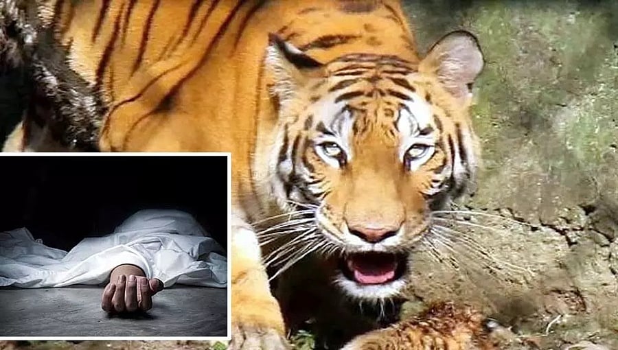 ಮೈಸೂರು: ಜಮೀನಿಗೆ ಹೋಗಿದ್ದ ಬಾಲಕನ ಮೇಲೆ ಹುಲಿ ದಾಳಿ, ಕೊಂದು ತಿಂದ ವ್ಯಾಘ್ರ!