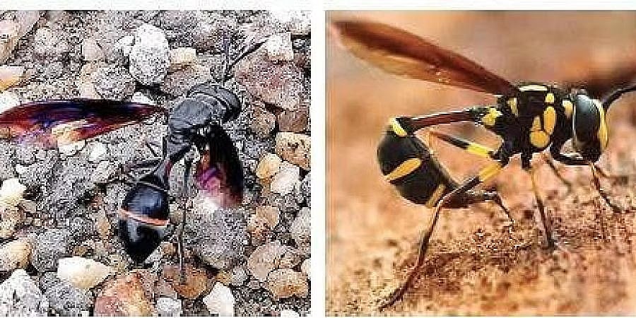 ಆಕ್ರಮಣಕಾರಿ ವಿದೇಶಿ ಸಸ್ಯ, ಪ್ರಾಣಿ ಪ್ರಭೇದಗಳಿಂದ ಜೈವಿಕ ವೈವಿಧ್ಯತೆ, ಆರ್ಥಿಕತೆ ಮೇಲೆ ಗಂಭೀರ ಬೆದರಿಕೆ!