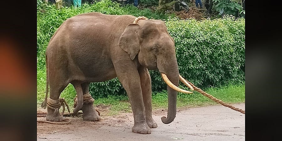 ಕೊಡಗು: ಅರಣ್ಯ ಸಿಬ್ಬಂದಿ ಗಿರೀಶ್ ಬಲಿ ಪಡೆದಿದ್ದ ಕಾಡಾನೆ ಸೆರೆ
