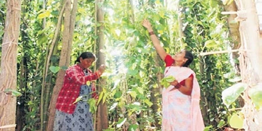ಗದಗ: ಬರಗಾಲದ ನಡುವೆ ವೀಳ್ಯದೆಲೆ ಕೃಷಿಯಲ್ಲಿ ಉತ್ತಮ ಆದಾಯ ಕಂಡುಕೊಳ್ಳುತ್ತಿರುವ ರೈತರು!