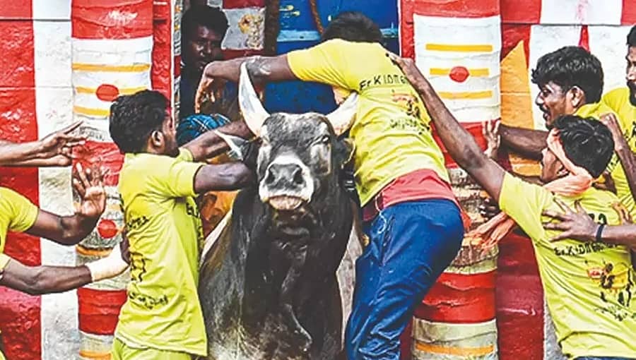 ತಮಿಳುನಾಡು ಜಲ್ಲಿಕಟ್ಟು: ಗೂಳಿ ಹಿಡಿಯುವ ಸ್ಪರ್ಧೆಯಲ್ಲಿ 2 ಸಾವು, 70 ಮಂದಿಗೆ ಗಾಯ!