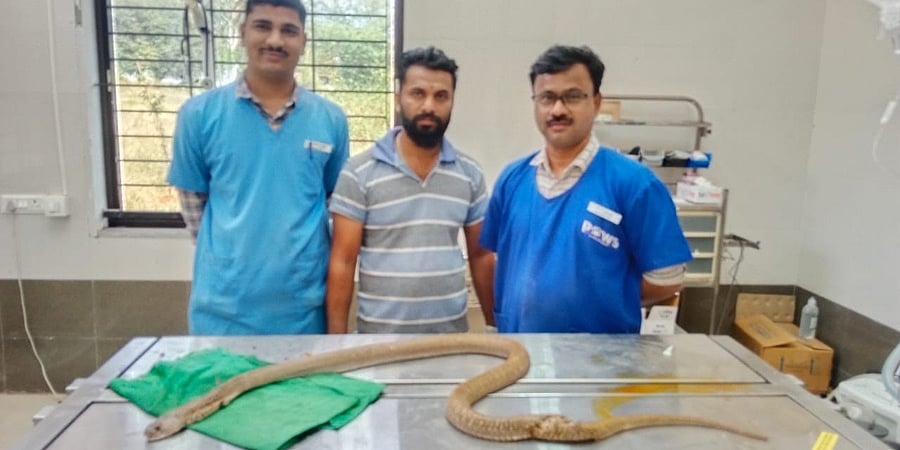 ಬೆಳಗಾವಿ: ಗಾಯಗೊಂಡ ನಾಗರಹಾವಿಗೆ ಯಶಸ್ವಿ ಶಸ್ತ್ರಚಿಕಿತ್ಸೆ, 40 ಹೊಲಿಗೆ ಹಾಕಿದ ವೈದ್ಯರು!