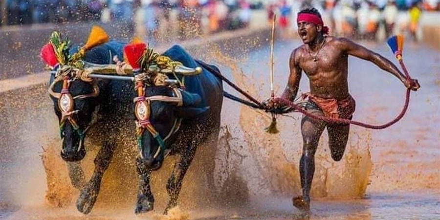 ಕಂಬಳ ಕ್ರೀಡೆಗೆ ಹೈಟೆಕ್ ಟಚ್: ಸ್ವಯಂಚಾಲಿತ ಟೈಮ್ ಗೇಟ್, ಫೋಟೋ ಫಿನಿಶ್ ಫಲಿತಾಂಶ ವ್ಯವಸ್ಥೆ; ಅದಾನಿ ಫೌಂಡೇಶನ್ ದೇಣಿಗೆ
