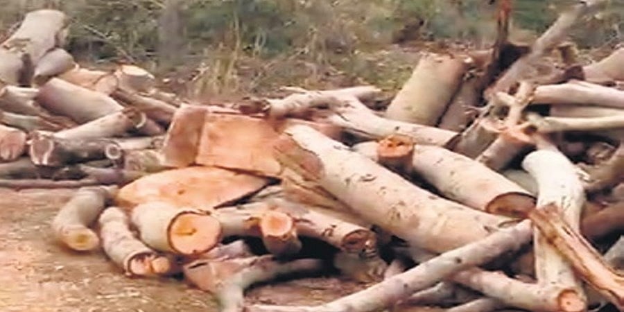 ಬೆಂಗಳೂರು: 300 ಮರಗಳನ್ನು ಕಡಿದ ರಿಯಾಲ್ಟಿ ಸಂಸ್ಥೆಗೆ 40 ಲಕ್ಷ ರೂ. ದಂಡ, ಮೂವರ ಬಂಧನ