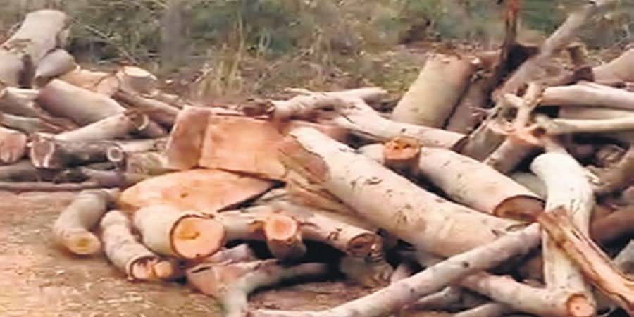 ಬೆಂಗಳೂರು: 300 ಮರಗಳನ್ನು ಕಡಿದ ರಿಯಾಲ್ಟಿ ಸಂಸ್ಥೆಗೆ 40 ಲಕ್ಷ ರೂ. ದಂಡ, ಮೂವರ ಬಂಧನ