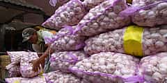 ಬೆಳ್ಳುಳ್ಳಿ ಬೆಲೆ ಗಗನಕ್ಕೆ: ಪೂರೈಕೆಯಲ್ಲಿ ಶೇ. 50 ರಷ್ಟು ಕುಸಿತ, ಪ್ರತಿ ಕೆಜಿ 350 ರೂ.ಗೆ ಏರಿಕೆ!