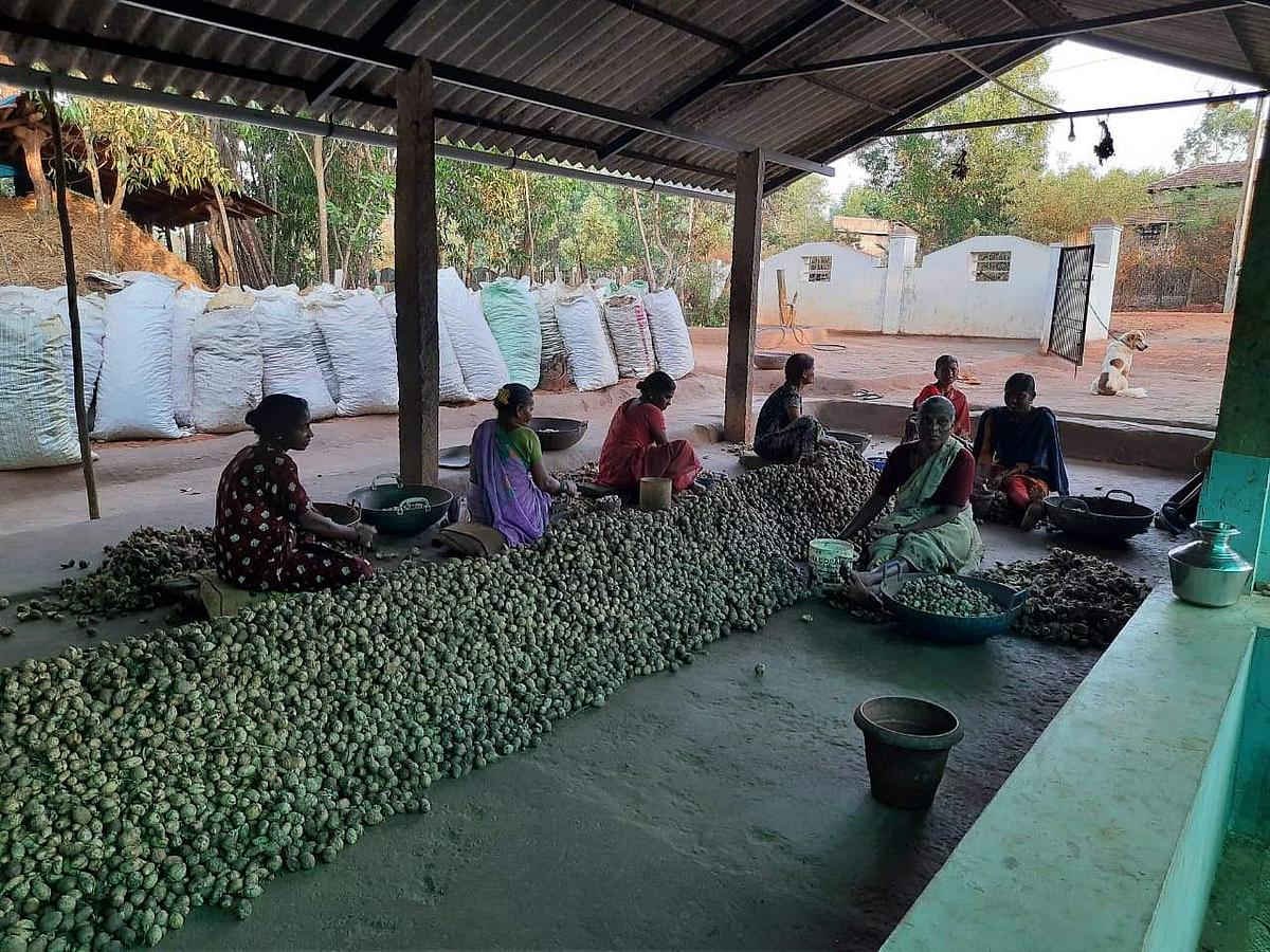ಕಾರ್ಮಿಕರು ಅಡಿಕೆ ಸುಲಿಯುತ್ತಿರುವುದು 