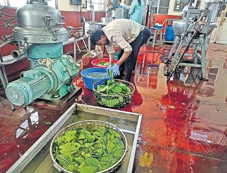 <strong>ವೀಳ್ಯದೆಲೆ ಚಹಾ ತಯಾರಿಕೆಯ ಚಿತ್ರ</strong>